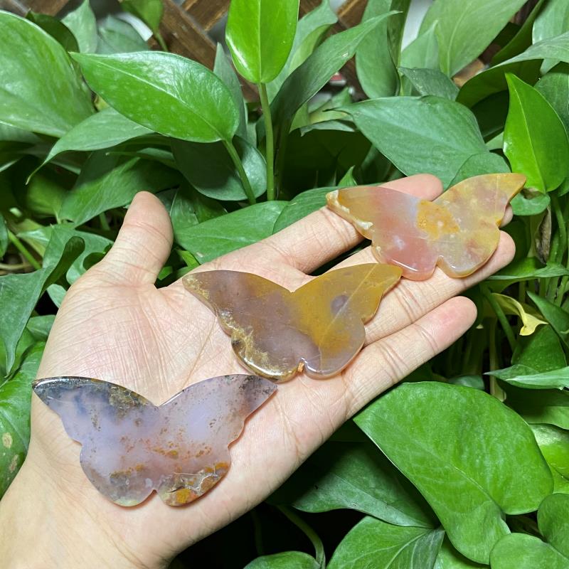 jasper butterflies